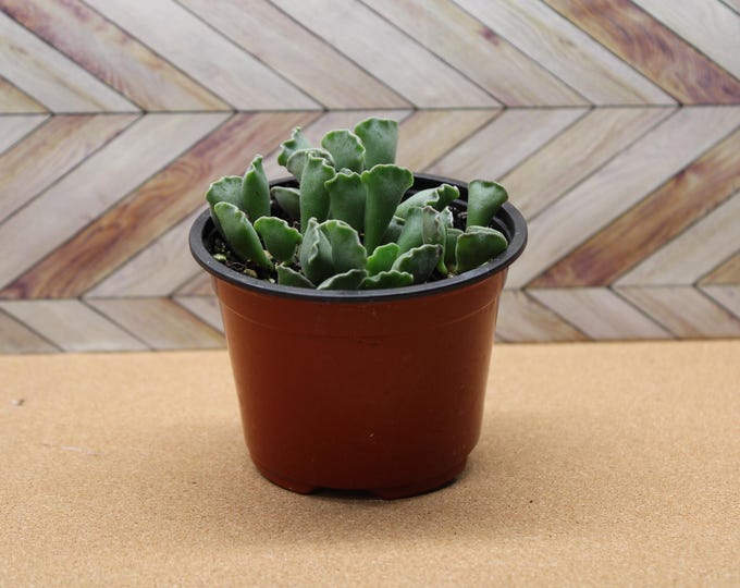 4 inch Crinkle Leaf Plant aka Key Lime Pie succulent- Drought Tolerant plant for diy projects, party favor, fairy gardens and more