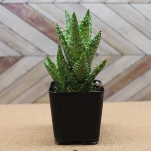 2 Inch Potted Aloe Juvenna &#39;Tiger Tooth Aloe&#39;