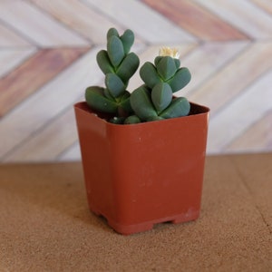 2 inch Potted Ice Plant succulent &quot;Corpuscularia Lehmannii&quot;