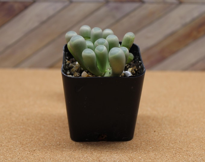 2 inch pot Baby Toes Succulent – Fenestraria rhopalophylla –Unusual and Rare Collector Plant