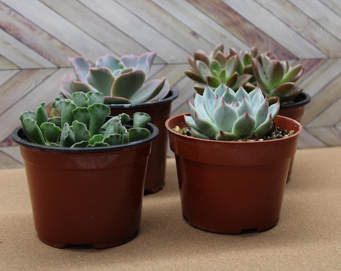 Assorted "4 Inch pot" succulents & Catci, potted and rooted drought tolerant plant for diy projects, party favor, fairy gardens and more
