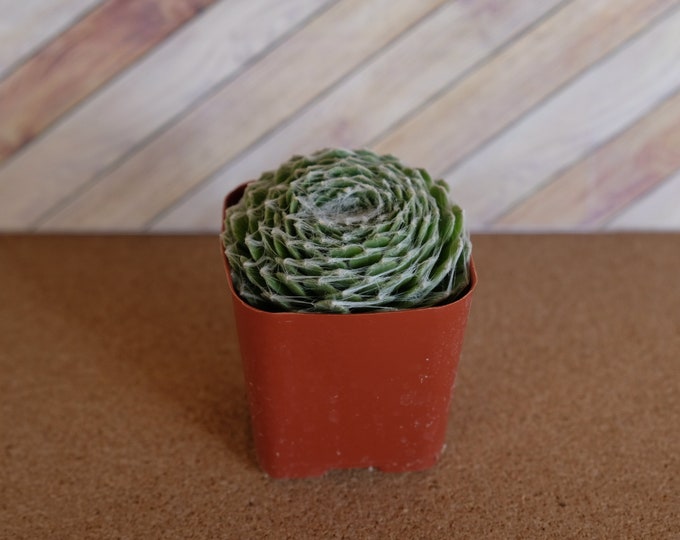 2 inch Cobweb succulent "Sempervivum arachnoideum" potted and rooted drought tolerant for diy projects, party favor, fairy gardens and more