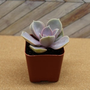 2 Inch Potted Echeveria ‘Perle von Nurnberg’