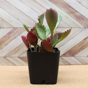 May include: A small potted succulent plant with green and red leaves. The plant is in a square black pot. The background is a light brown wooden chevron pattern.