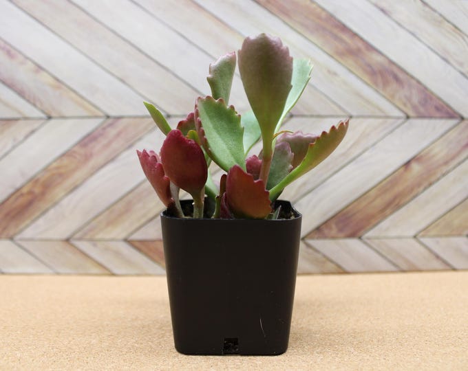 2 inch Kalanchoe Sexangularis "Six Angled Kalanchoe" potted and rooted drought tolerant plant for diy projects, party favor, fairy gardens