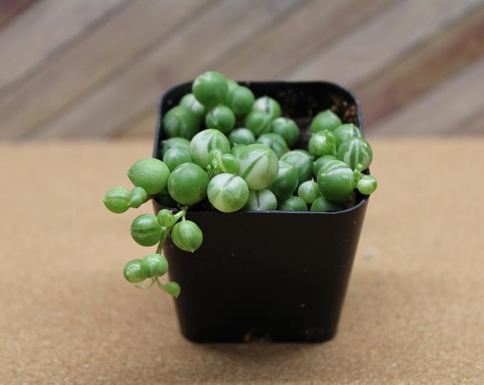 2 Inch Variegated String of Pearls –Rare Trailing Succulent potted and rooted drought tolerant for diy projects, party favor, fairy gardens