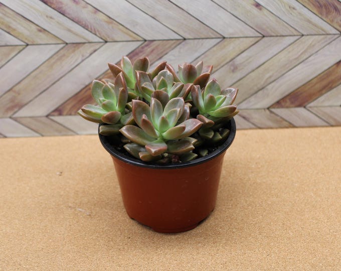 4 inch Graptosedum 'Alpenglow' potted and rooted drought tolerant plant for diy projects, party favor, fairy gardens and more