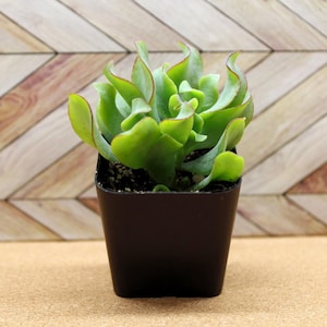 May include: A small, dark brown square pot holds a vibrant green succulent plant. The plant has thick, wavy leaves with reddish edges. The background features a wooden chevron pattern.