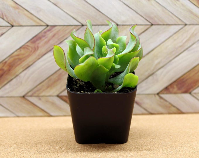 2 inch Ripple Jade potted and rooted drought tolerant plant for diy projects, party favor, fairy gardens and more