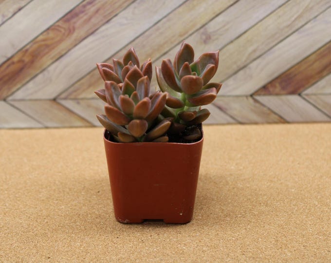 2 inch Graptosedum 'Alpenglow' potted and rooted drought tolerant plant for diy projects, party favor, fairy gardens and more