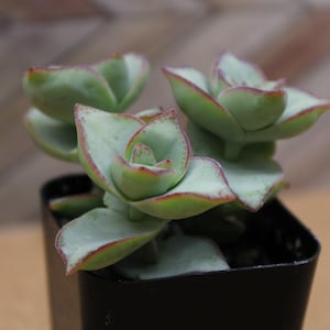 May include: A small succulent plant with pale green leaves edged in red, potted in a square black container. The plant has multiple layered leaves, creating a rosette shape. The background is a blurred wooden surface.