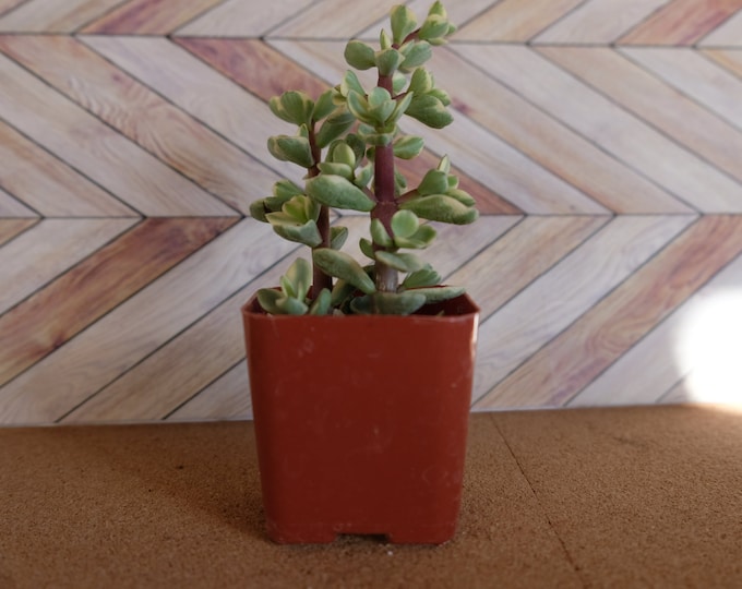 2inch variegated elephant bush "portulacaria" potted and rooted drought tolerant plant for diy projects, party favor, fairy gardens and more