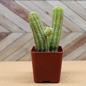 Cactus Lighter - Etsy