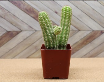 Echinopsis chamaecereus “Peanut Cactus” (lighter variety)– 2 Inch Potted