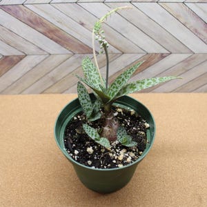May include: A small potted succulent plant with green and white speckled leaves. The plant is in a dark green plastic pot, set against a light brown surface and a wooden chevron-patterned backdrop.