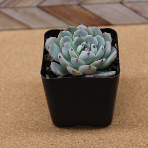May include: A small succulent plant in a square black pot. The succulent has pale green leaves with reddish tips, arranged in a rosette shape. The pot sits on a light brown surface, with a wooden background.