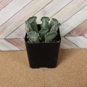 Key Lime Pie Succulent - Etsy