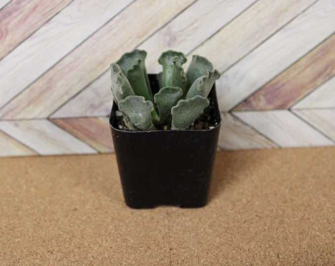 2 inch Crinkle Leaf Plant aka Key Lime Pie succulent- Drought Tolerant plant for diy projects, party favor, fairy gardens and more