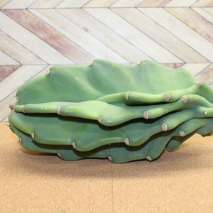 Peruvian Apple Cactus unrooted Cuttings