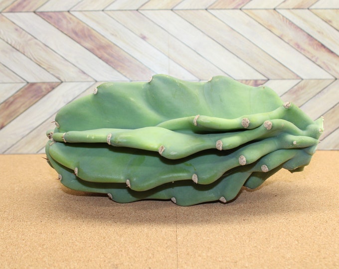 Peruvian Apple Cactus unrooted Cuttings