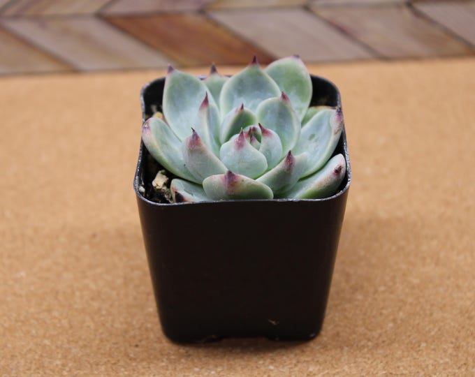 2 inch Echeveria Colorata pot potted and rooted drought tolerant plant for diy projects, party favor, fairy gardens and more
