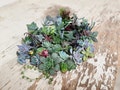 20 assorted succulent cuttings 40+ varieties possible
