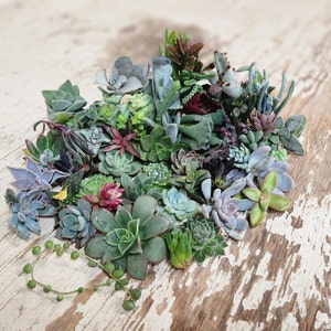 10/20/40/60/80/100 assorted succulent cuttings 40+ varieties possible, ready to plant for diy projects, party favor, fairy gardens