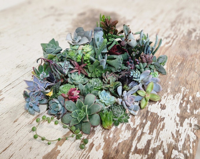 assorted succulent cuttings 40+ varieties possible, ready to plant succulents for diy projects, party favor, fairy gardens and more
