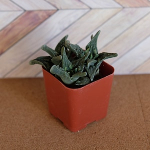 May include: A small green succulent plant with fleshy leaves in a red plastic pot. The pot is sitting on a brown surface.