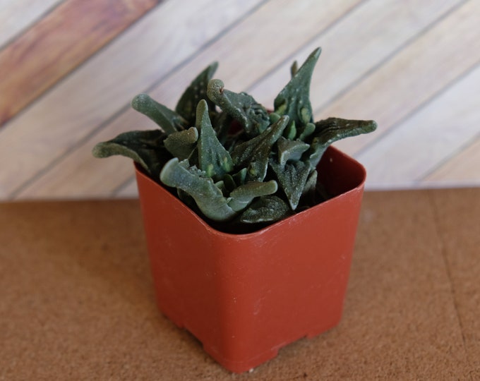 2 inch pebbled tigers jaw succulent "Faucaria tuberculosa" potted and rooted drought tolerant plant for projects, party favor, fairy gardens