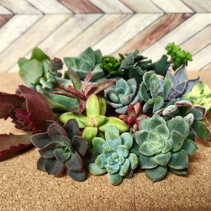 20 assorted succulent cuttings 40 varieties possible image 2