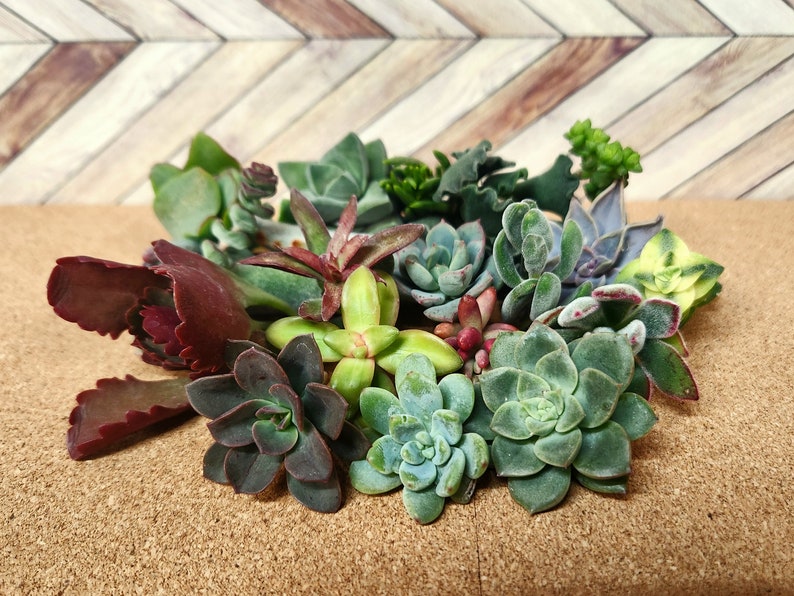 20 assorted succulent cuttings 40 varieties possible image 2