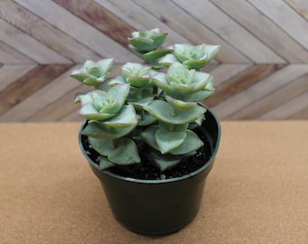 Crassula Ivory Towers 4 inch