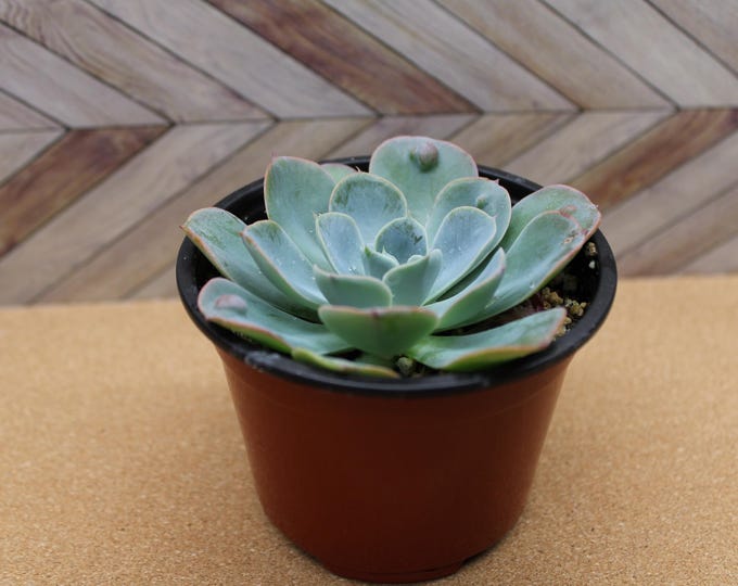 4 inch Echeveria raindrop- potted and rooted drought tolerant plant for diy projects, party favor, fairy gardens and more