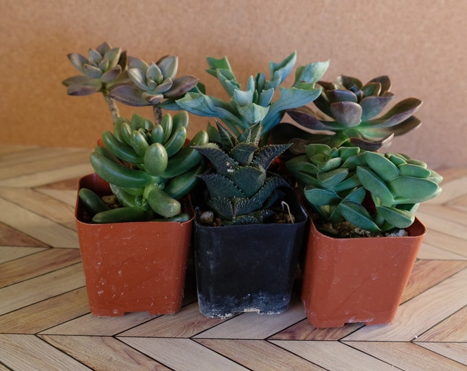 Assorted packs of 2inch succulents potted and rooted drought tolerant plant for diy projects, party favor, fairy gardens and more