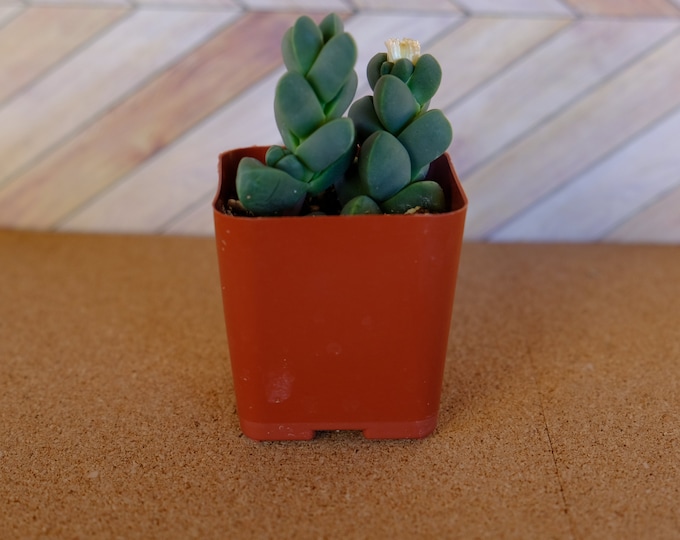 2 inch Ice Plant succulent "Corpuscularia Lehmannii" potted and rooted drought tolerant for projects, party favor, fairy gardens and more