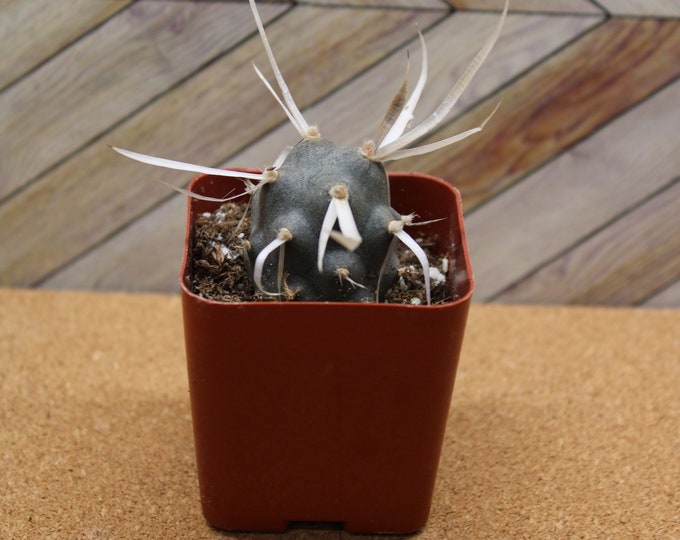 2 inch potted Paper Spine Cactus "Tephrocactus" potted and rooted drought tolerant for diy projects, party favor, fairy gardens and more