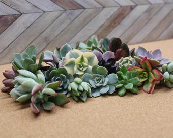 10 Assorted Rosette Succulent Cuttings: 20+ Mixed Varieties for Crafts & Gardens