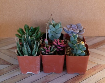 2 inch Succulents Assorted Bulk Pack: DIY Fairy Garden Plants
