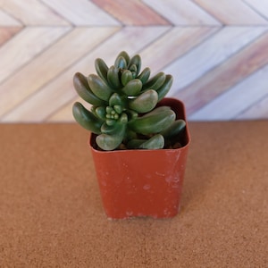 2 inch potted Cremnosedum ‘Crocodile’