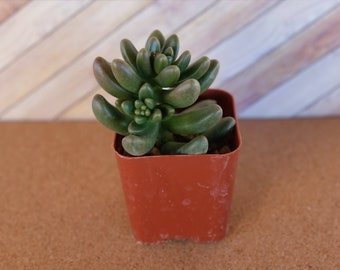 2 inch Jelly Bean succulent "Sedum hernandezzi" - drought tolerant plant