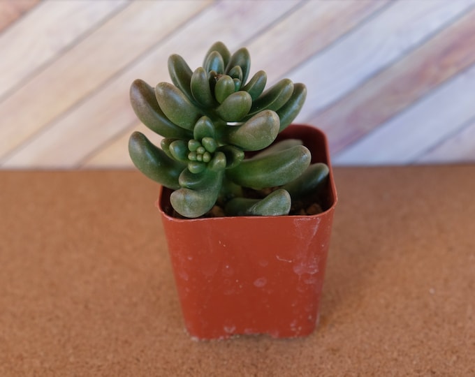 2 inch Cremnosedum ‘Crocodile’ potted and rooted drought tolerant for diy projects, party favor, fairy gardens and more