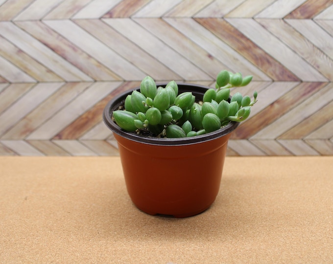 4 inch succulent String of Watermelons potted and rooted drought tolerant plant for diy projects, party favor, fairy gardens and more