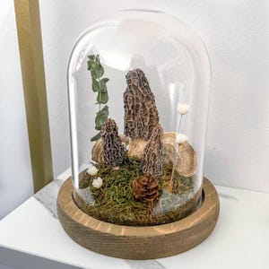 Dried Morel Mushroom Terrarium Dome | Glass Cloche on Wood Base | Rustic Botanical Home Décor