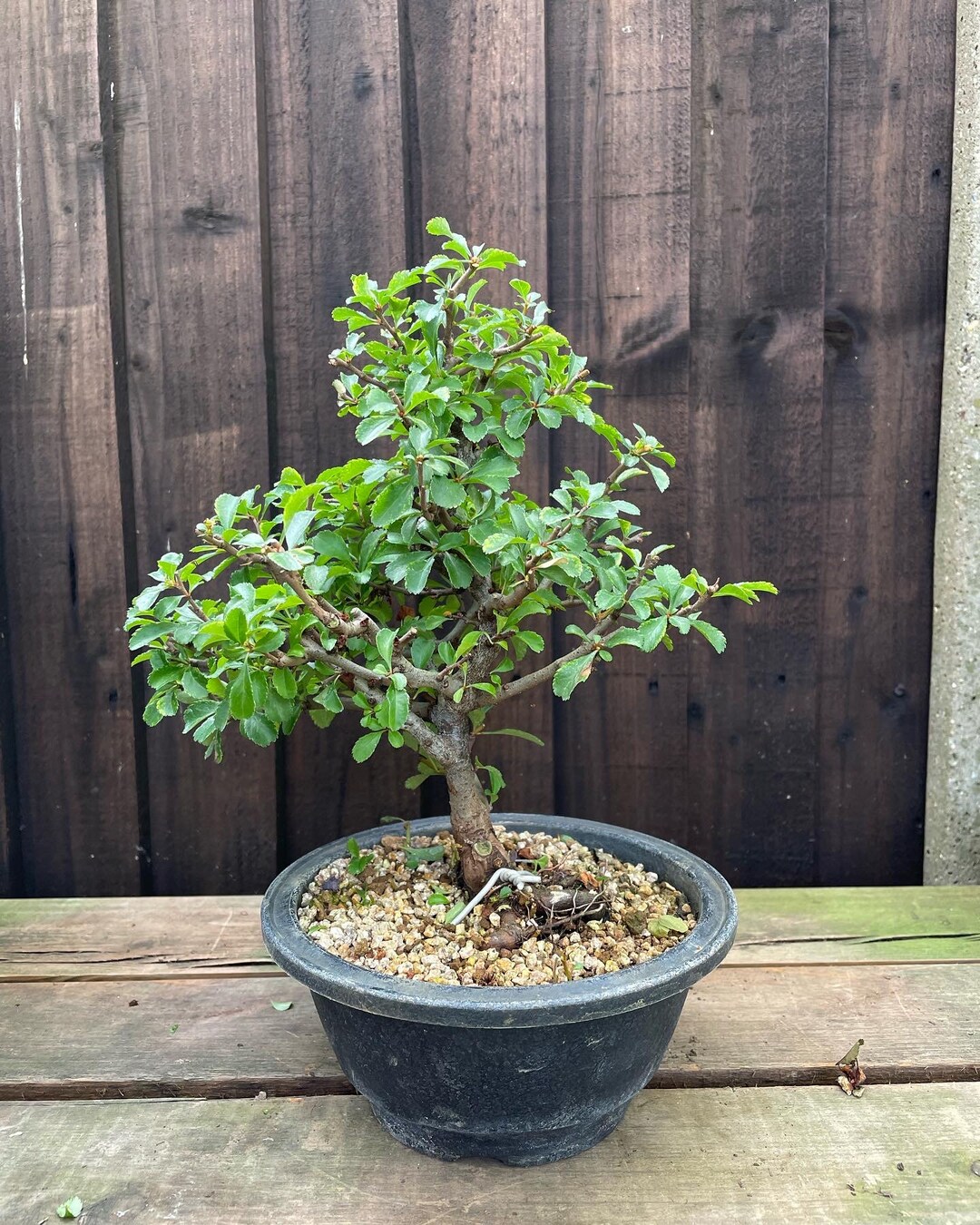 Japanese Quince Bonsai Etsy UK