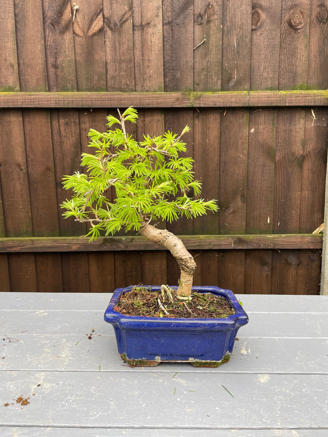 Golden Larch Bonsai Tree Etsy UK