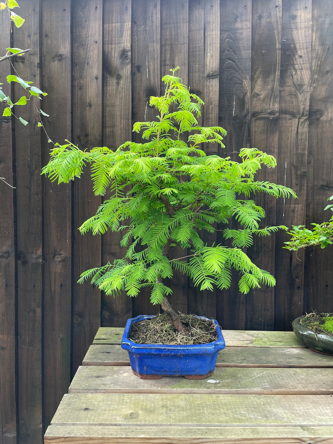 Dawn Redwood Bonsai Tree Etsy UK