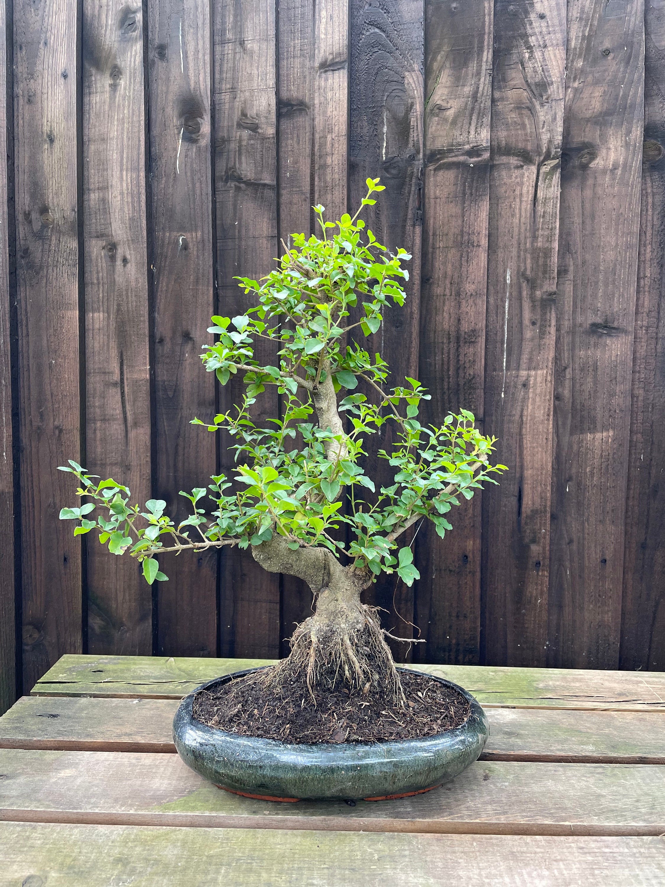 Ligustrum Sinense Bonsai Tree Etsy UK
