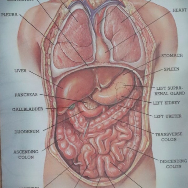 Anatomy Health Organ systems Tissue Doctor Unit study Homeschool Vintage Medical Print Internal organs