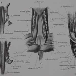 Anatomia charta kości mięśnie miednica ogon Ernest E. Thompson wydruk artystyczny dekoracja ścienna pomysły na prezenty urodzinowe książka ulotka wystrój domu